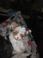Maggie , a female Yorkshire Terrier for sale in Greeneville, TN – 1 of 2