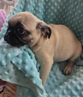 Tad Pole, a male Pug for sale in Greeneville, TN – 5 of 6
