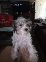 Breezy, a female Yorkshire Terrier for sale in Greeneville, TN – 3 of 4