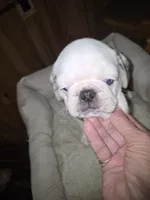 KOI MALE , a male Pug for sale in Greeneville, TN – 1 of 4