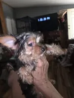 Lori , a female Yorkshire Terrier for sale in Greeneville, TN – 2 of 4