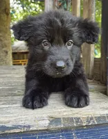 Baby Kaiser, a male German Shepherd Dog for sale in Judsonia, AR – 9 of 10