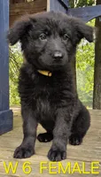 PINKY BABY GERMAN SHEPHERD, a female German Shepherd Dog for sale in Judsonia, AR – 8 of 9