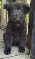 Baby Kaiser, a male German Shepherd Dog for sale in Judsonia, AR – 7 of 10