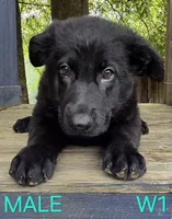 PINKY BABY GERMAN SHEPHERD, a female German Shepherd Dog for sale in Judsonia, AR – 3 of 9