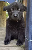 Baby Kaiser, a male German Shepherd Dog for sale in Judsonia, AR – 8 of 10