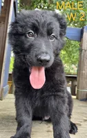 PINKY BABY GERMAN SHEPHERD, a female German Shepherd Dog for sale in Judsonia, AR – 4 of 9