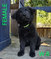 Orange Crush BABY GERMAN SHEPHERD, a female German Shepherd Dog for sale in Judsonia, AR – 9 of 10