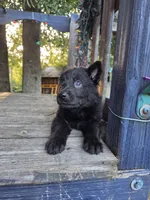 Baby Kaiser, a male German Shepherd Dog for sale in Judsonia, AR – 4 of 10