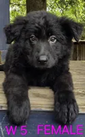 PINKY BABY GERMAN SHEPHERD, a female German Shepherd Dog for sale in Judsonia, AR – 2 of 9
