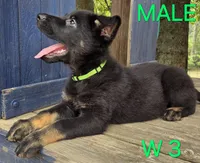 PINKY BABY GERMAN SHEPHERD, a female German Shepherd Dog for sale in Judsonia, AR – 9 of 9