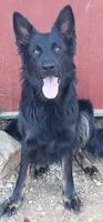 Baby Kaiser, a male German Shepherd Dog for sale in Judsonia, AR – 10 of 10