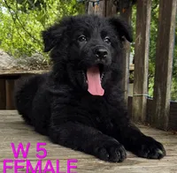 PINKY BABY GERMAN SHEPHERD, a female German Shepherd Dog for sale in Judsonia, AR – 1 of 9
