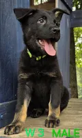 PINKY BABY GERMAN SHEPHERD, a female German Shepherd Dog for sale in Judsonia, AR – 7 of 9