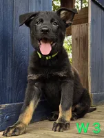 PINKY BABY GERMAN SHEPHERD, a female German Shepherd Dog for sale in Judsonia, AR – 5 of 9