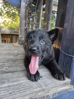 Baby Kaiser, a male German Shepherd Dog for sale in Judsonia, AR – 5 of 10