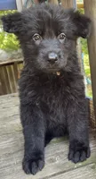 Baby Kaiser, a male German Shepherd Dog for sale in Judsonia, AR – 6 of 10