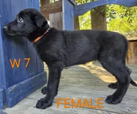 Orange Crush BABY GERMAN SHEPHERD, a female German Shepherd Dog for sale in Judsonia, AR – 10 of 10