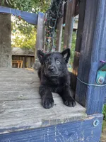 Baby Kaiser, a male German Shepherd Dog for sale in Judsonia, AR – 3 of 10