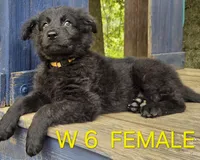 PINKY BABY GERMAN SHEPHERD, a female German Shepherd Dog for sale in Judsonia, AR – 6 of 9