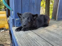Baby Kaiser, a male German Shepherd Dog for sale in Judsonia, AR – 2 of 10