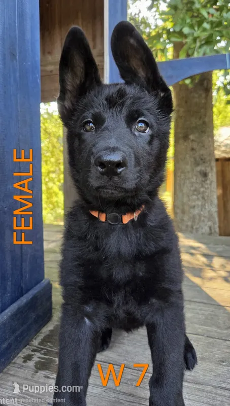 Orange Crush BABY GERMAN SHEPHERD – German Shepherd Dog puppy for sale in Judsonia, AR