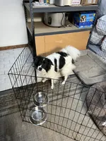 Ozzy, a male English Shepherd and American Eskimo for sale in Reno, NV – 1 of 2