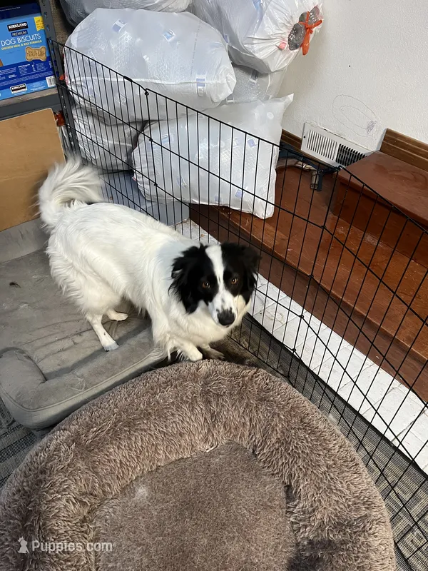 Snoopy – English Shepherd, American Eskimo puppy for sale in Reno, NV