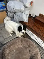 Snoopy, a female English Shepherd and American Eskimo for sale in Reno, NV – 1 of 2