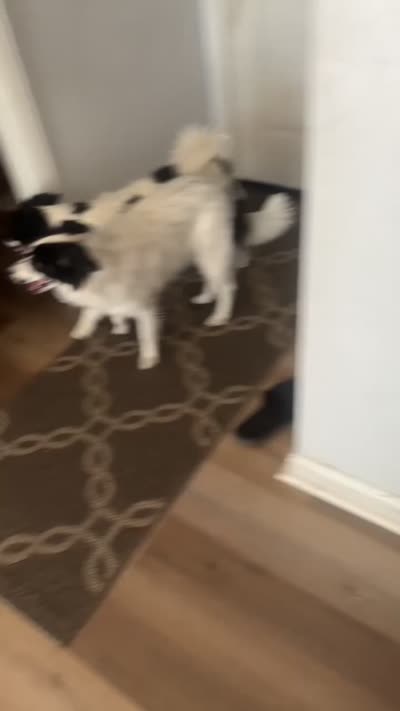 Ozzy, a male English Shepherd and American Eskimo for sale in Reno, NV – 2 of 2