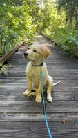 Jasper, a male Golden Retriever for sale in Palm Bay, FL – 5 of 5
