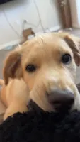 Jasper, a male Golden Retriever for sale in Palm Bay, FL – 2 of 5