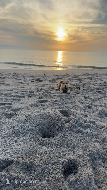Jasper – Golden Retriever puppy for sale in Palm Bay, FL
