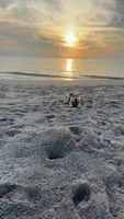 Jasper, a male Golden Retriever for sale in Palm Bay, FL – 1 of 5