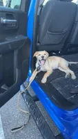 Jasper, a male Golden Retriever for sale in Palm Bay, FL – 4 of 5