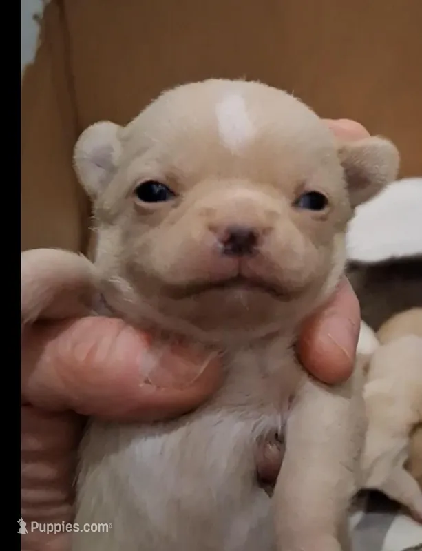 Zoro, a male Chihuahua for sale in Bloomington, IN – Photo 1 of 1