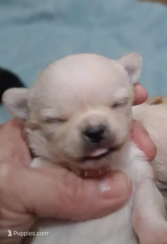 Tiny angel , a female Chihuahua for sale in Bloomington, IN – Photo 1 of 2