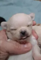 Tiny angel , a female Chihuahua for sale in Bloomington, IN – Photo 1 of 2