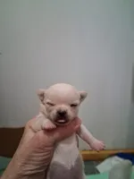 Tiny angel , a female Chihuahua for sale in Bloomington, IN – Photo 2 of 2