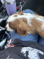 processed/ab82a171-6ce5-4390-a994-d70cef7e0c13/listing/44c8e6ee-732f-4ee8-9da2-1d5c92c6d232/7d724ea2-4107-4244-8f48-51ce879a036e