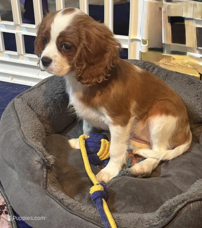 AKC Black Collar Girl