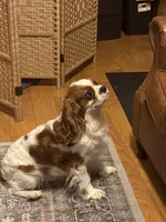 AKC Grey Boy, a male Cavalier King Charles Spaniel for sale in Vacaville, CA – Photo 5 of 6