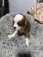 AKC Grey Boy, a male Cavalier King Charles Spaniel for sale in Vacaville, CA – Photo 2 of 6