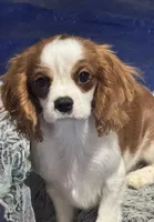 AKC Loki (Gray collar), a male Cavalier King Charles Spaniel for sale in Vacaville, CA – Photo 2 of 7