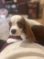 AKC Loki (Gray collar), a male Cavalier King Charles Spaniel for sale in Vacaville, CA – Photo 3 of 4