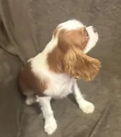 AKC Loki (Gray collar), a male Cavalier King Charles Spaniel for sale in Vacaville, CA – Photo 2 of 4