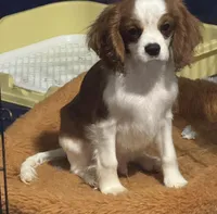 AKC Loki (Gray collar), a male Cavalier King Charles Spaniel for sale in Vacaville, CA – Photo 5 of 7