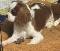 AKC Loki (Gray collar), a male Cavalier King Charles Spaniel for sale in Vacaville, CA – Photo 1 of 7