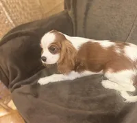 AKC Loki (Gray collar), a male Cavalier King Charles Spaniel for sale in Vacaville, CA – Photo 4 of 4