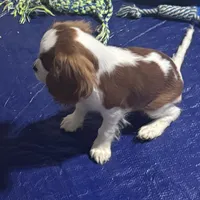 AKC Loki (Gray collar), a male Cavalier King Charles Spaniel for sale in Vacaville, CA – Photo 3 of 7